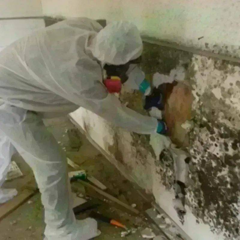 Mold Remediation and Removal in Abingdon, VA